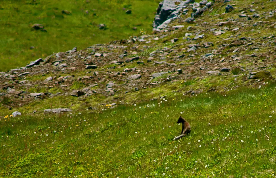 Fjellrev i Hornstrandir, nær Hornbjarg