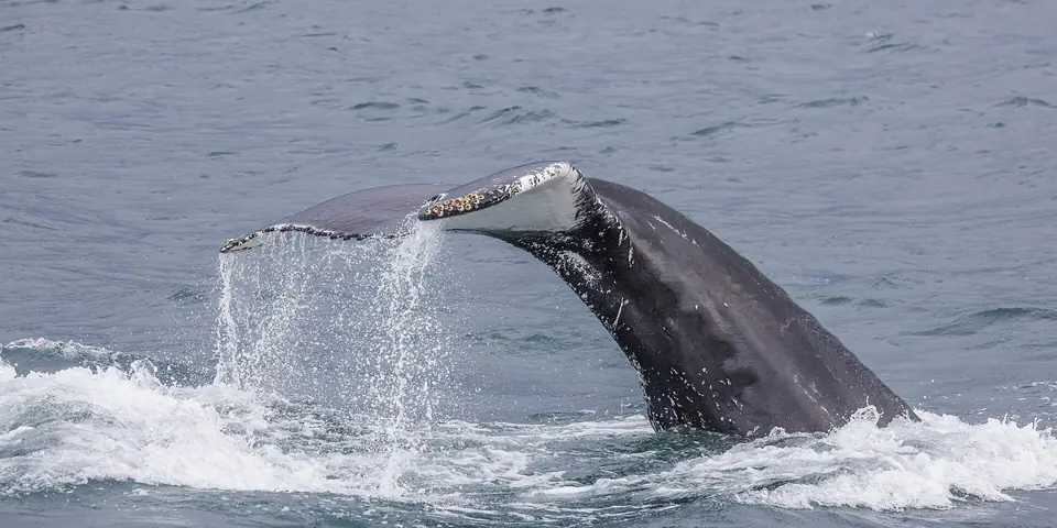 Fluke eines Buckelwals in einem isländischen Fjord (Eyjafjörður)
