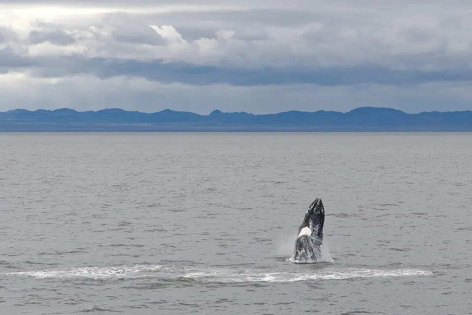 Baleine à bosse dans la baie de Faxaflói, près de Reykjavík